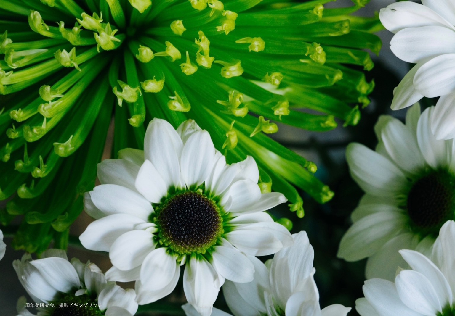 line_oa_chat_230602_115352
